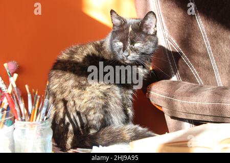 Die Schildkrötenkater mag den Sonnenschein. Eine wunderschöne, gelbäugige Schildkröte, die vom Sonnenlicht, das durch das Fenster kommt, erleuchtet wird. Stockfoto