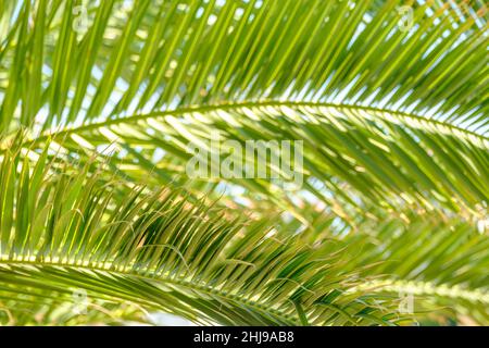 Palmenblätter gegen den blauen Himmel. Hintergrund mit Blumenmuster. Stockfoto