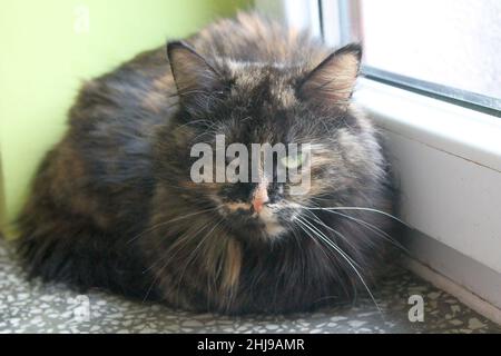 Eine wunderschöne langhaarige Schildkrötenkatze sitzt ohne Auge auf einem Fensterbrett.die Katze verlor ihr Auge, als sie obdachlos war. Jetzt ist sie in Sicherheit. Stockfoto