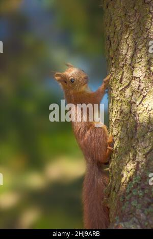 Eichhörnchen auf einem Baum im Wald. Stockfoto