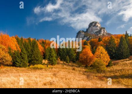 Herbstlandschaft mit blauem Himmel mit Puffs, Felsen und Bäumen in Herbstfarben im Nationalpark Mala Fatra, Slowakei, Europa. Stockfoto