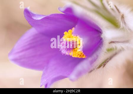 Violette Pulsatilla grandis, Pasqué-Blume in Makroansicht. Stockfoto