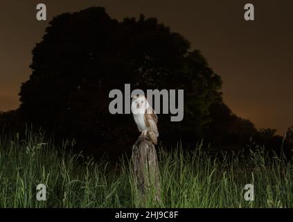 Eine wilde Scheuneneule (Tyto Alba) mit Federdetails. Sie sitzt auf einem alten Pfosten und blickt in der Dämmerung direkt auf die Kamera. Suffolk, Großbritannien Stockfoto