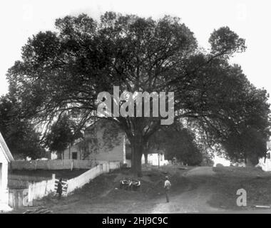 Der konstitutionelle Elm Tree von Indiana, unter dem die Verfassung des Staates Indiana geschrieben wurde - 1916 Stockfoto