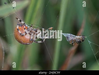 Eine weibliche vier-Punkt-Orb-Weberspinne (Araneus Quadratus) mit ihrem Lunchpaket einer Honigbiene, alles fertig verpackt. Suffolk, Großbritannien Stockfoto