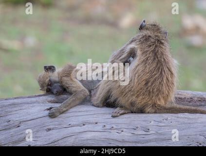 Zwei Chacma Paviane , entspannend , soziale Bindung und Pflege einander . Auf einem Baumstamm am Chobe River, Botswana. Stockfoto