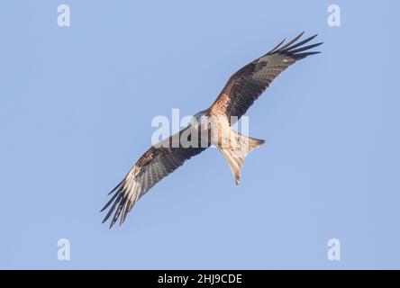 Nahaufnahme eines majestätischen Roten Drachen (Milvus milvus) im Flug. Schweben im klaren blauen Himmel auf ausgestreckten Flügeln. Suffolk, Großbritannien Stockfoto