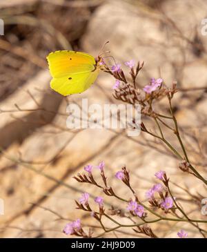 Nahaufnahme des Kleopatra-Schmetterlings (gonepteryx cleopatra italica) im Gargano-Nationalpark, Apulien, Italien; pestizidfreier Umweltschutz Stockfoto