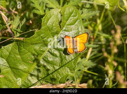 Männlicher seltener Kupferschmetterling (Lycaena virgaureae) auf der Bergwiese des Pfossentals (Naturpark Texelgruppe) Schnals Südtirol Stockfoto