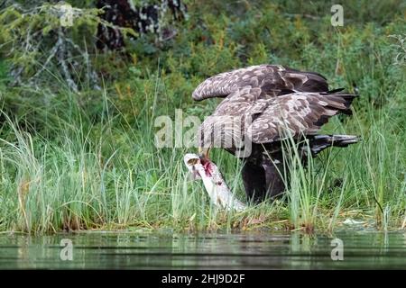 Seeadler Stockfoto