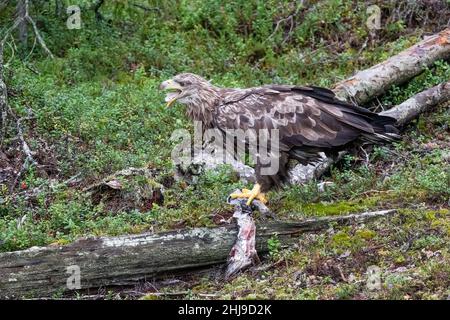 Seeadler Stockfoto