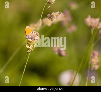 alpiner Heideschmetterling (coenonympha gardetta) auf einem Grashalm auf der Bergwiese des Pfossentals (Naturpark Texelgruppe) Schnals Südtirol Stockfoto