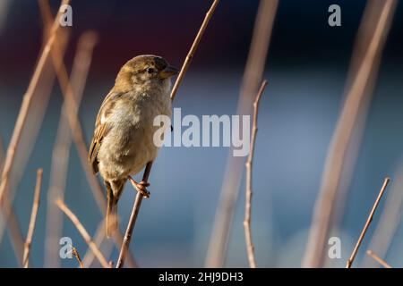Sperling auf einem Ast am Abend Stockfoto