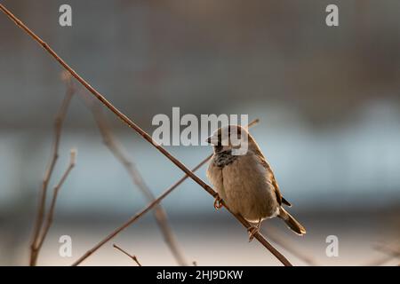 Sperling auf einem Ast am Abend Stockfoto