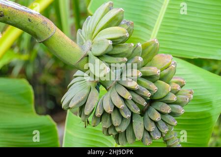 Auf der Plantage im südlichen tropischen Dorf wachsen grüne Bananen auf einem Baumzweig gegen ein riesiges Blatt Stockfoto