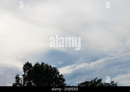 Blick auf den blauen Himmel mit weißen Wolken über den Baumkronen. Stockfoto