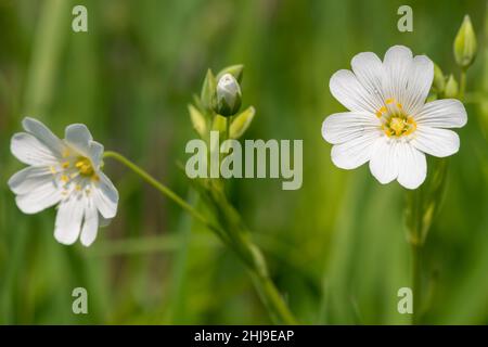 Makroaufnahme von blühenden Blüten mit großer Stitkrautblüte (Rabelera holostea) Stockfoto