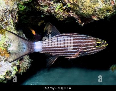 Ein Tiger-Kardinalfisch (Cheilodipterus macrodon) im Roten Meer, Ägypten Stockfoto