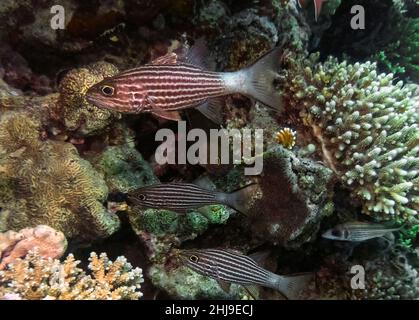 Ein Tiger-Kardinalfisch (Cheilodipterus macrodon) im Roten Meer, Ägypten Stockfoto