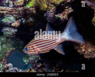 Ein Tiger-Kardinalfisch (Cheilodipterus macrodon) im Roten Meer, Ägypten Stockfoto