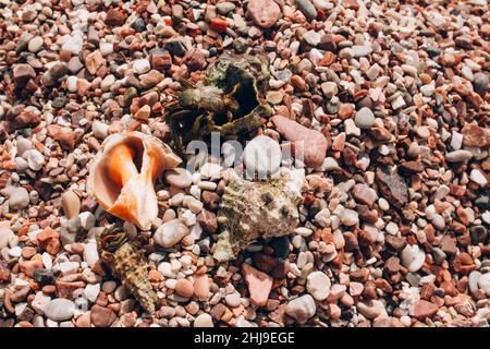 Sommer Meeressteine Hintergrund mit Muscheln und kleinen winzigen Krabben. Sommer-Backgroud mit Kopierplatz Stockfoto