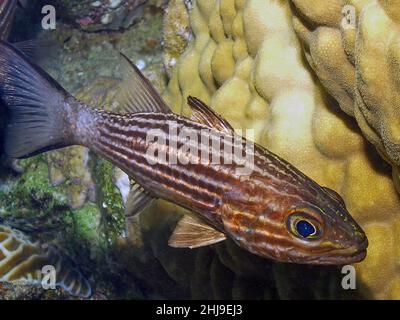 Ein Tiger-Kardinalfisch (Cheilodipterus macrodon) im Roten Meer, Ägypten Stockfoto