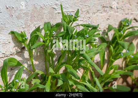 Myosotis arvensis wächst auf dem Fundament eines Hauses. Blühend Vergiss-mich-nicht im sonnigen Juni Stockfoto