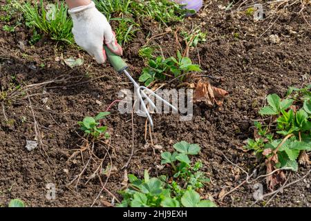 Hände Gärtner Unkraut und lockern das Bett der Erdbeeren Stockfoto