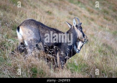 Tatra GEMSE (RUPICAPRA rupicapra tatrica) in einer natürlichen Umgebung. Stockfoto