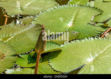 Die Fliege thront auf einer typischen Wasserpflanze des Amazonas, die kurz vor der Blüte steht Stockfoto