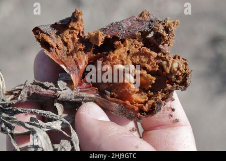 Zwiebel, die von Delia antiqua, allgemein bekannt als Zwiebelfliege und Eumerus strigatus oder kleine Zwiebelfliege, beschädigt wird, sind kosmopolitische Schädlinge von Pflanzen. Stockfoto