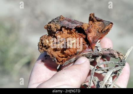 Zwiebel, die von Delia antiqua, allgemein bekannt als Zwiebelfliege und Eumerus strigatus oder kleine Zwiebelfliege, beschädigt wird, sind kosmopolitische Schädlinge von Pflanzen. Stockfoto