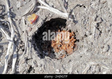 Zwiebel, die von Delia antiqua, allgemein bekannt als Zwiebelfliege und Eumerus strigatus oder kleine Zwiebelfliege, beschädigt wird, sind kosmopolitische Schädlinge von Pflanzen. Stockfoto