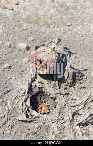 Zwiebel, die von Delia antiqua, allgemein bekannt als Zwiebelfliege und Eumerus strigatus oder kleine Zwiebelfliege, beschädigt wird, sind kosmopolitische Schädlinge von Pflanzen. Stockfoto