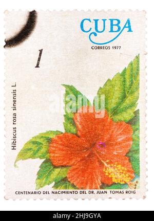 In Kuba gedrucktes Samp zeigt die Blume Hibiscus rosa-sinensis Stockfoto