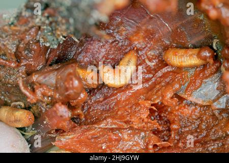 Zwiebel, die von Delia antiqua, allgemein bekannt als Zwiebelfliege und Eumerus strigatus oder kleine Zwiebelfliege, beschädigt wird, sind kosmopolitische Schädlinge von Pflanzen. Stockfoto