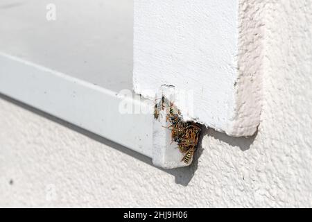 Viele Wespen sitzen an der Fensterbank auf dem Haus. Stockfoto