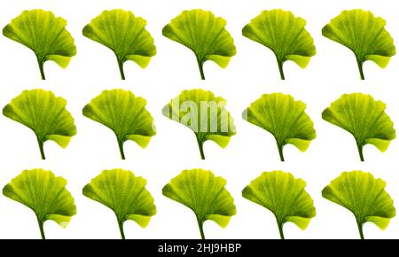 Collage aus Ginkgo biloba grünen Blättern isoliert auf weißem Hintergrund. Maidenhair-Baum. Zusammenfassung. Textur. Stockfoto