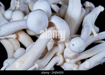 H. marmoreus, reiche fleischige weiße Shimeji Stockfoto