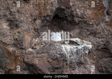 Fulmarer Küken, Fulmarus glacialis, am Nestplatz auf Klippen, Eshaness in Northmavine auf dem Festland Shetland Stockfoto