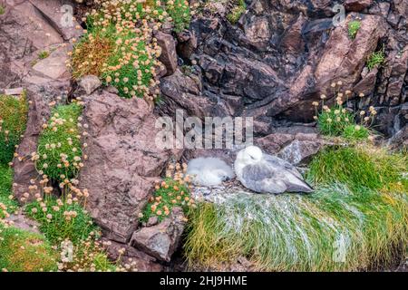 Fulmar, Fulmarus glacialis, Elternteil & Küken am Nestplatz auf Klippen, Eshaness in Northmavine auf dem Festland Shetland Stockfoto