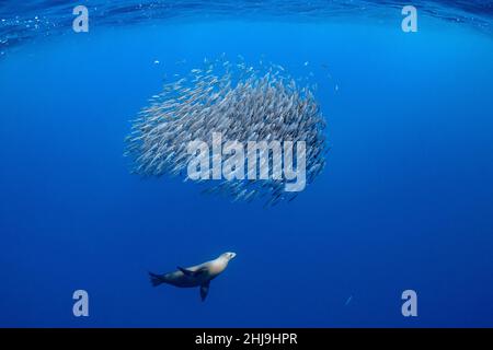 Ein kalifornischer Seelöwe, Zalophus californianus, lässt eine Schule des Pazifischen Makrels, Scomber japonicus, zu einem engen Ball heraufziehen. Magdalena Bay, Mexiko, Pacifi Stockfoto