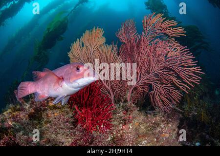 Ein junger kalifornischer Sheephead, Semicossyphus pulcher, gleitet an Gorgonien-Korallen und riesigen Seetang vorbei. Catalina Island, Kanalinseln, Kalifornien, USA, P Stockfoto