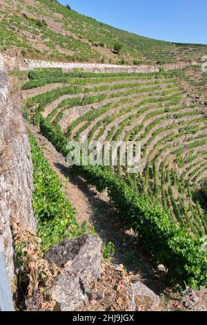 Terrassierte Weinberge in der Ribeira Sacra in der Schlucht des Flusses Sil Stockfoto