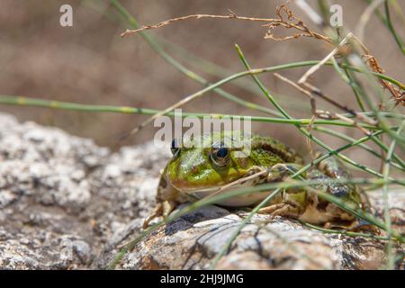 Der essbare Frosch (Pelophylax kl. esculentus), auch bekannt als das gemeinsame Wasser oder grünen Frosch. Stockfoto