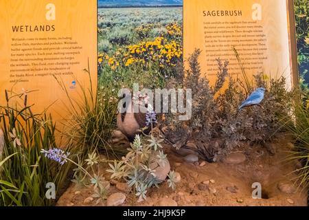 Ausstellungen im Craig Thomas Discovery and Visitor Center im Grand Teton National Park, Wyoming, USA [nur redaktionelle Lizenzierung; kein Eigentum oder Künstler Stockfoto