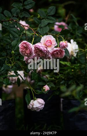 Englische Rose William Morris, ist ein hoher, attraktiver Strauch mit schönen, doppelten, apricot-rosa Blüten in Rosettenform unter dem Regen Stockfoto