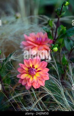 Dahlia American Dawn, Lachs rosa Pfirsich Aprikosen Blumen, Blüte, Blume, Garten, Gärten, floral, RM Floral Stockfoto