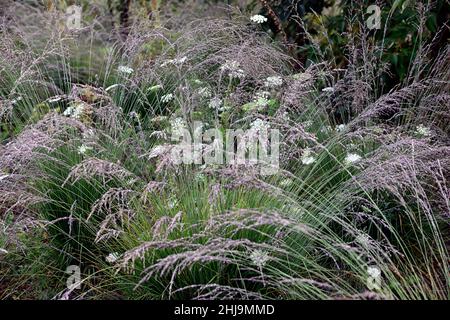 Miscanthus sinensis Malepartus,Daucus carota,Umbellifer,False Queen Anne's Lace,Wilde Karotte,Gras,Gräser,Samenköpfe,Saatköpfe,Ziergras,ornam Stockfoto