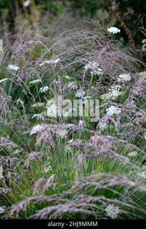 Miscanthus sinensis Malepartus,Daucus carota,Umbellifer,False Queen Anne's Lace,Wilde Karotte,Gras,Gräser,Samenköpfe,Saatköpfe,Ziergras,ornam Stockfoto